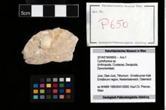 Foto (Objekt + Etikett) von Cyclothyreus sp.  (NHMW-GEO-2014-0194-0650)